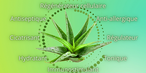 Bienfaits de l'Aloe Vera